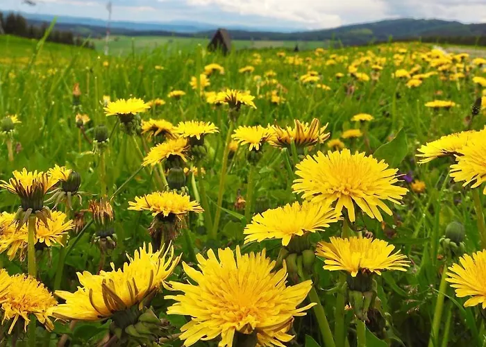 Panorama Janovicky 3*